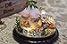 DIY Mini Glassball Wooden Dollhouse Miniature Kit with LED Idea Gift Travel world Series--Green Garden