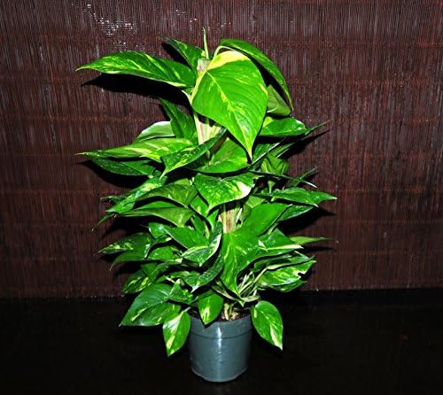 Golden Pothos 6" Totem Pole~ Tropical Vining House Plant Super Large & Full