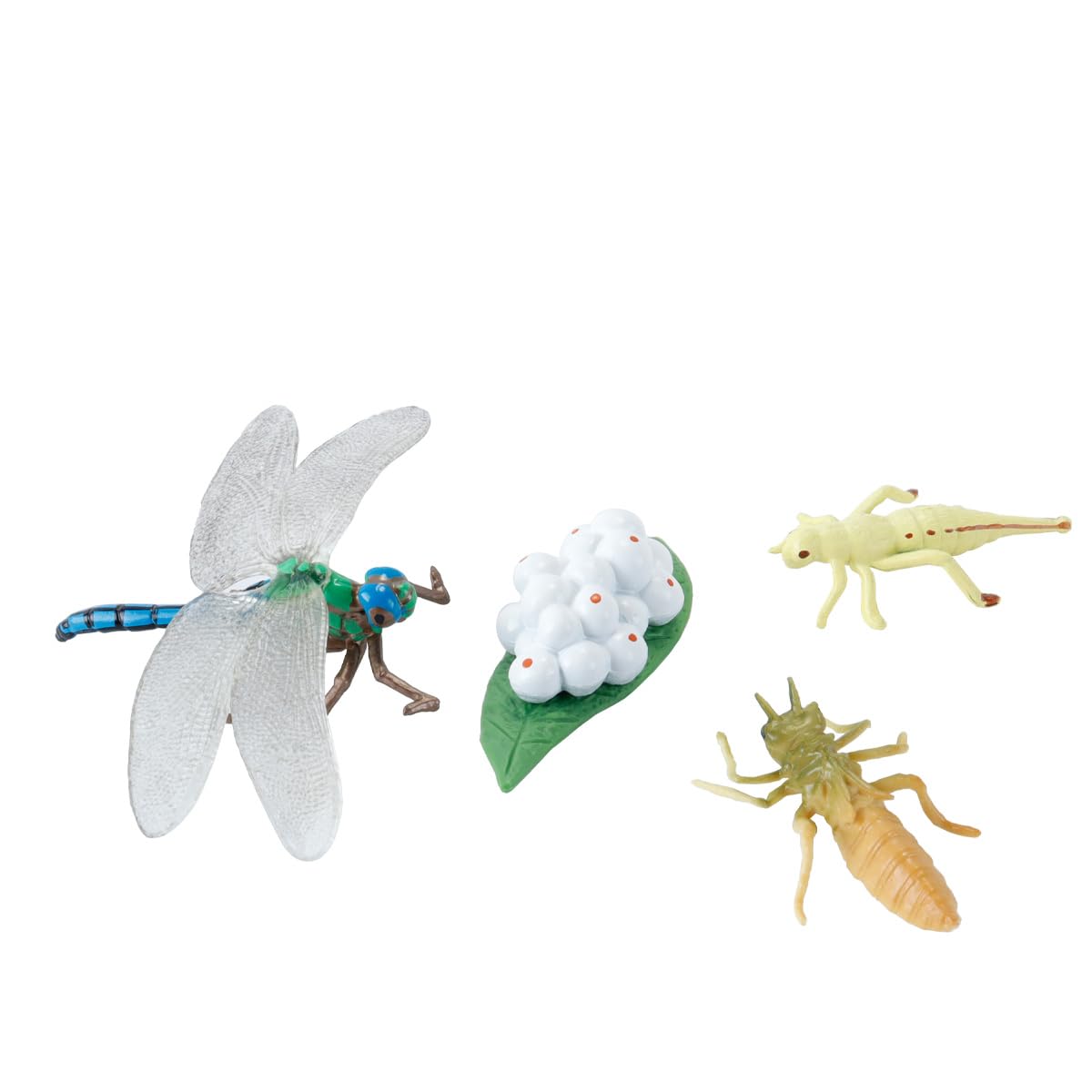 Enwye 1 Set Of Dragonfly Growth Cycle Models To Help Boys and Girls Understand the Growth Process Of Animals