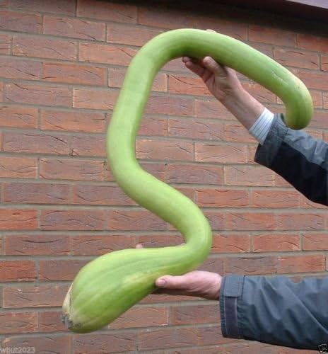 25 Climbing Zucchini,Trombocino, Zucchetta Rampicante, Italian Trombone Squash