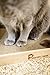 Pawmosa Cat Scratcher, Vertical Cardboard Cats Scratching Post, Lounge Bed as Furniture Protector and Home Décor Include Free Catnip (Honey)thumb 3