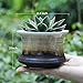 Greenaholics Succulent Plant Pots - 4.3 Inch Flowing Glaze Ceramic Bottle Pots, Cactus Planters, Flower Pots with Drainage Hole, Chocolate Black, Set of 2