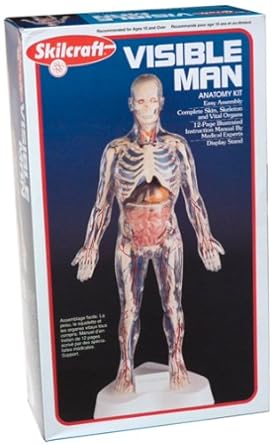 Visible Man Kit Amazon Ca Tools Home Improvement