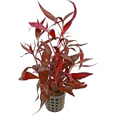 CANTON AQUATICS Alternanthera Rosanervig - Freshwater - Medium-High Light