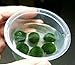 Genie in a Heart-shaped Jar -- 6 Luffy Nano Marimo Balls - Rare & Unique Symbol of Eternal Love - Beautiful Decor or a DIY Gift - Wedding or party favors, Green Events and more