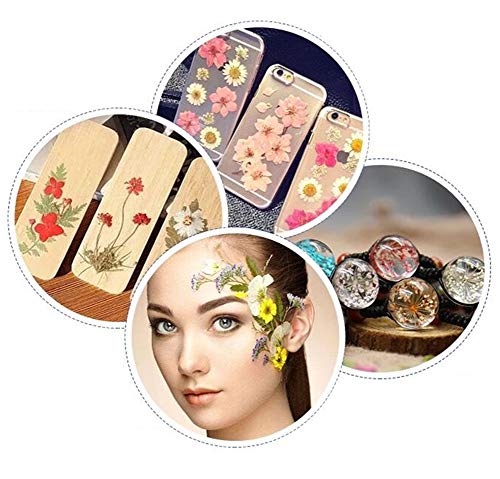 image for Aunifun Real Dried Pressed Flowers Assorted Colorful Daisies for Art C