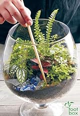 Root box XL Terrarium Plant Kit in scented giftbox Succulents Bonsai view 6