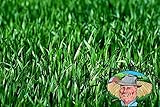 Premium Winter Rye Grass Seeds 10