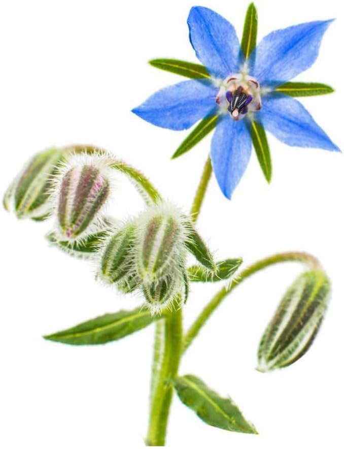 Shiningbaby 500pcs Borago Officinalis Blue Star Borage Edible Flowers Seeds