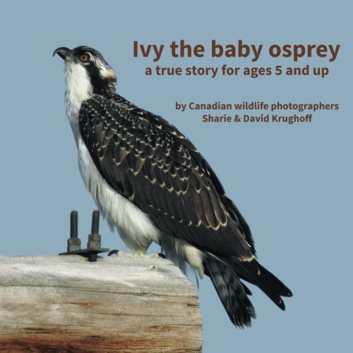 osprey baby