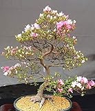 10 Japanese Cherry Blossom Bonsai Seeds - Flowering