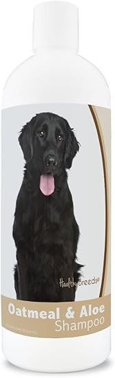 flat coated retriever hypoallergenic