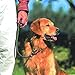 Mendota Pet Slip Leash - Dog Lead and Collar Combo - Made in The USA - Blue, 1/2 in x 6 ft - for Large Breeds