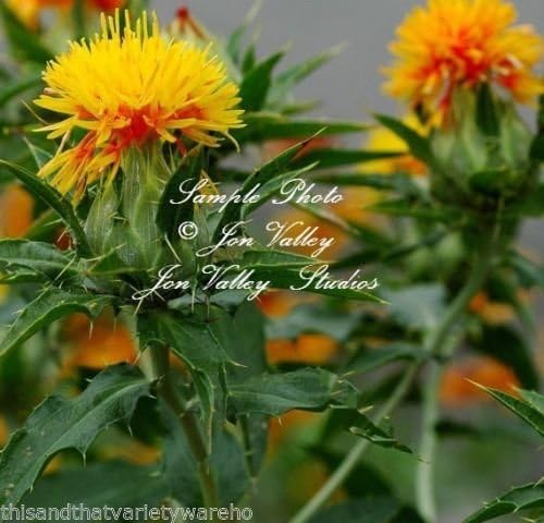 Safflower Seeds Carthamus Tinctorius Yellow Wild Flower Xeriscape Gardening Amazon Co Uk Garden Outdoors
