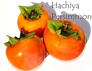 Amazon Com Fresh Persimmons 5LBS Other Products Everything Else SX300 QL70 