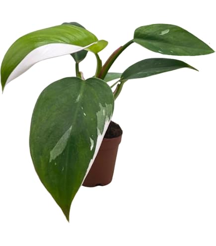 Amazon.com : BubbleBlooms Pink Princess Philodendron, Blushing Philodendron,  Philodendron Erubesens Hybrid in 2 inch Pot : Patio, Lawn & Garden