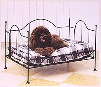 black abyssinian cat