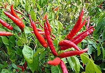 Fresco Raro Rojo Carolina del Reaper Pepper (El Chile Picante) Las ...
