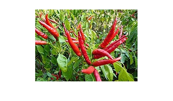 Fresco Raro Rojo Carolina del Reaper Pepper (El Chile Picante) Las ...