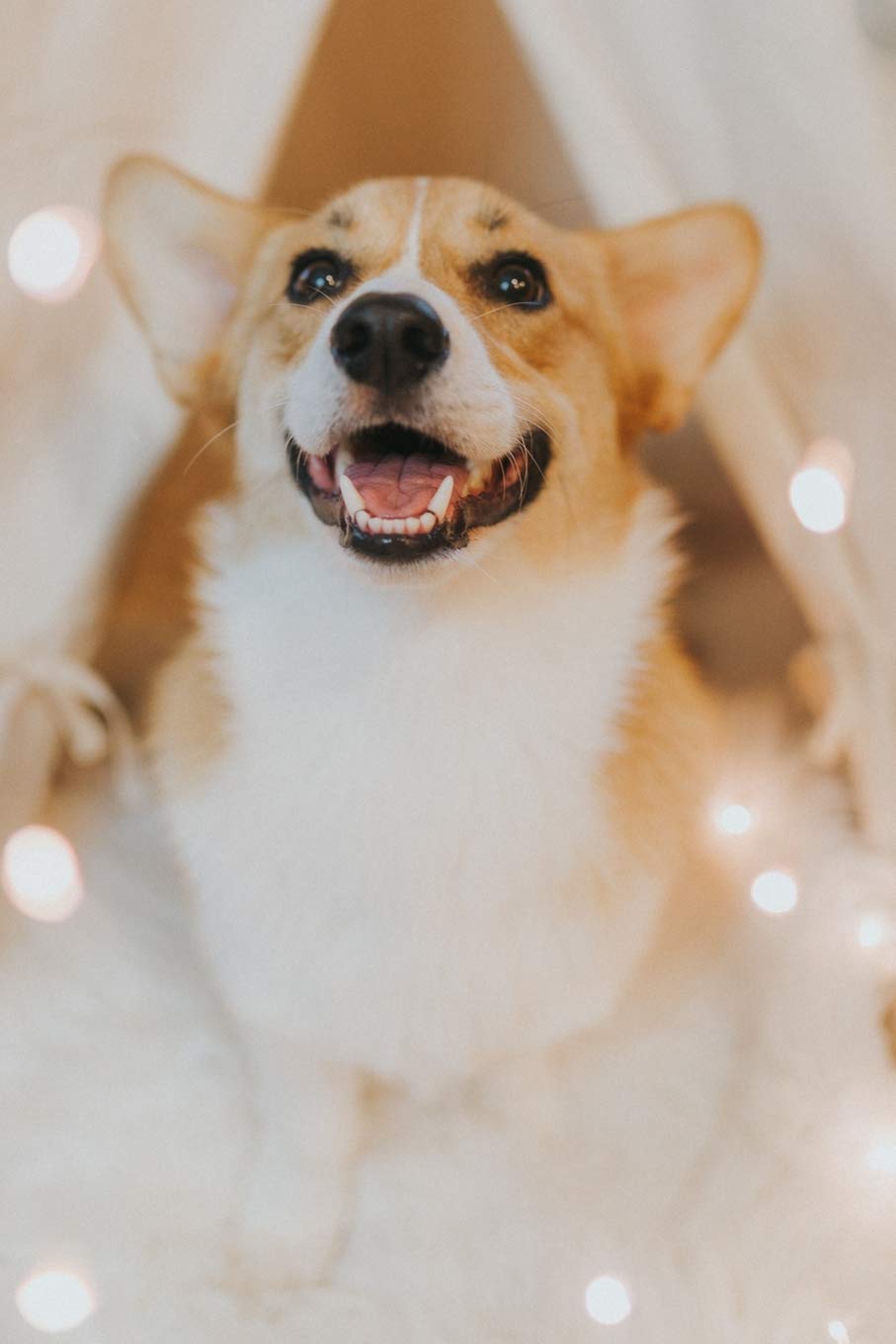 beautiful corgi