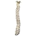 HBARSCI Disarticulated Human Vertebrae Model - 56 Pieces, Life-Size PVC Bones & Cartilage Discs, Anatomically Accurate For Anatomy Study - View #2