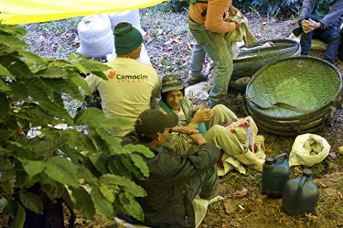 Grüner Kaffee Bio Gemahlen | Single-State Camocim Farm, Brasilien | 100% Arabica Rohkaffee Fein Gemahlen | BIO Demeter… – Bild 8