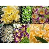 4 Live Orchid Plants to Choose (Dendrobiums)