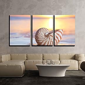 3 Piece Canvas Wall Art - Nautilus Shell in The sea, Sunrise. Shallow dof - Modern Home Art Stretched and Framed Ready to Hang - 16"x24"x3 Panels