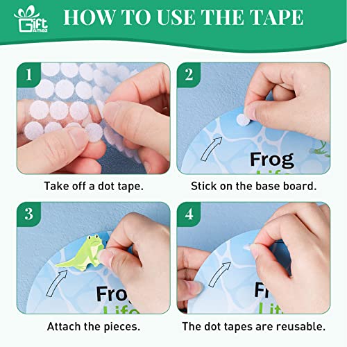 GiftAmaz Frog Anatomy Model Dissection Kit for Kids, Soft Felt Frog Science Lab Toy, Biology and