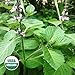 Gaea's Blessing Seeds - Holy Basil Seeds 150+ Organic Seeds Sacred Tulsi Kapoor Open-Pollinated High Yield Heirloom Non-GMO 87% Germination Rate
