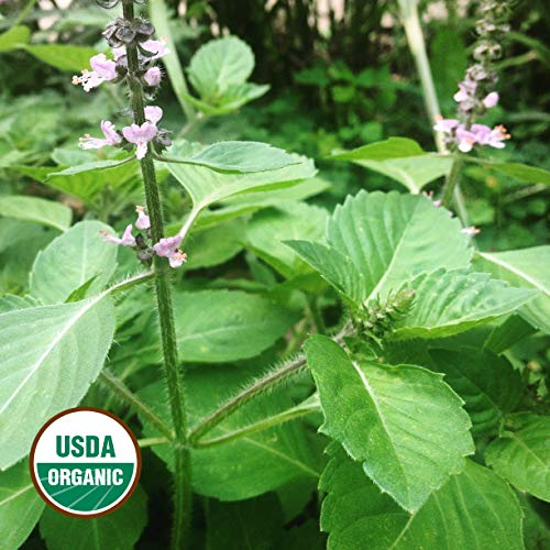 Gaea's Blessing Seeds - Holy Basil Seeds 150+ Organic Seeds Sacred Tulsi Kapoor Open-Pollinated High Yield Heirloom Non-GMO