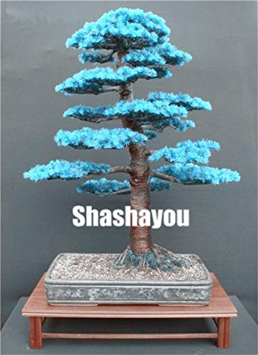 AGROBITS Semillas: 100 pcs Plantas Bonsai Cedro japonés jardín de ...