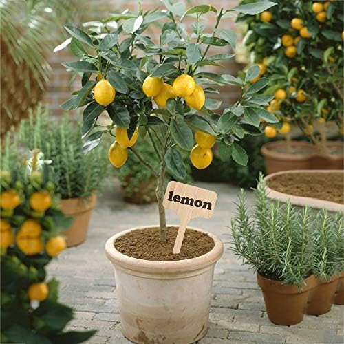 ManLee 50pcs Etiquetas de Plantas de Bambú 10x 6 cm Marcadores de ...