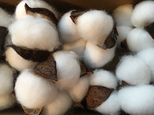 10 pieces of natural and synthetic blend cotton bolls (balls) for wreaths, decor, off stick branches wired raw look white cotton branch picks