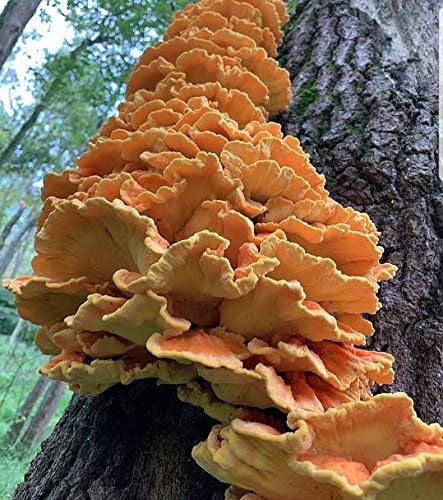100 Chicken of The Woods Mushroom Spawn Plugs