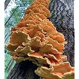 100 Chicken of The Woods Mushroom Spawn Plugs to Grow Gourmet and Medicinal Mushrooms at Home or commercially.