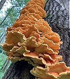 100 Chicken of The Woods Mushroom Spawn Plugs to