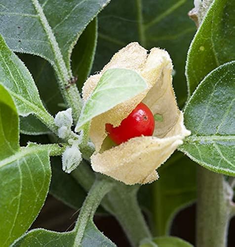 Withania Somnifera Ashwagandha Indian Ginseng Winter Cherry 100 Seeds In Dubai Uae Whizz Seeds