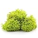 NW Wholesaler Bright Green Preserved Reindeer Moss - 2oz - Indoor Outdoor for Potted Plants, Terrariums, Fairy Gardens, Arts and Crafts or Floral Decor Design (Chartreuse)