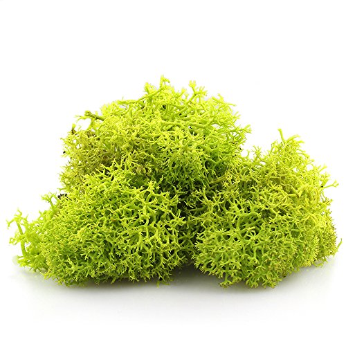 NW Wholesaler Preserved Reindeer Moss for Terrariums, Fairy Gardens, Arts & Crafts - 9 Colors to Choose from (Chartreuse)