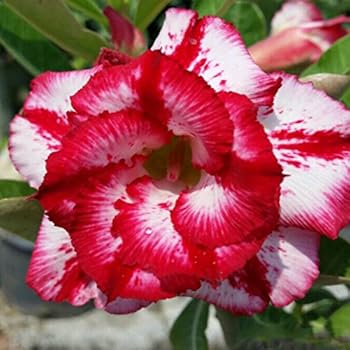 Fertilizer For Desert Roses  Cromalinsupport Fertilizer For Desert Roses  Cromalinsupport