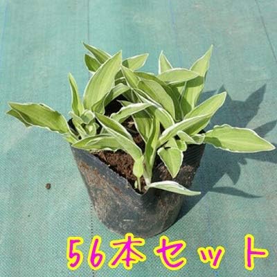 フイリギボウシ 9cmポット ふいりぎぼうし 斑入り擬宝珠 販売 苗 植木 苗木 庭木 グランドカバー