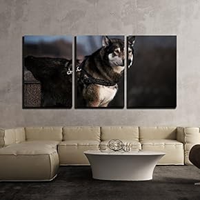 3 Piece Canvas Wall Art - Portrait Swedish Elkhound Dog - Modern Home Art Stretched and Framed Ready to Hang - 16"x24"x3 Panels