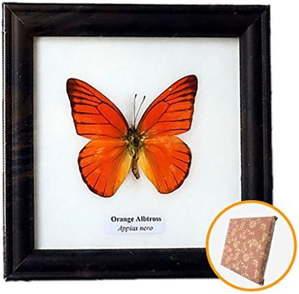 REAL BEAUTIFUL Framed Butterfly Real Butterfly Display ORANGE ALBATROSS TAXIDERMY Insect Display 5"x5" (Wrap a gift)