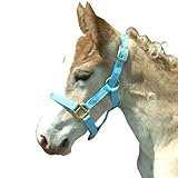 Intrepid International Foal Halter, Light Blue
