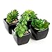 Nattol Modern Mini Artificial Succulent Plants Potted in Cube-Shape Black Ceramic Pots for Home Decor, Set of 4