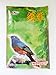 CHAMP White-Rumped Shama Bird Food & 250 g.
