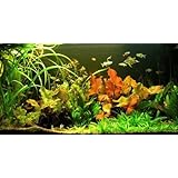 Wave A2001985 Zen Artist 75 Combi Aquarium, 35 x 28 x 30