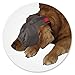 ThunderCap Calming Cap for Dogs (Medium)