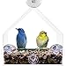 Grateful Gnome - Giant Window Bird Feeder - Clear Acrylic House for Small or Large Wild Bird Like Cardinals and Chickadees